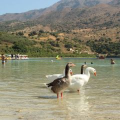 Baignade au lac de Kournas