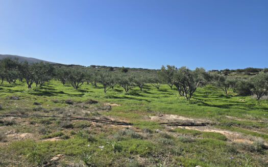 Terrain constructible de 4321,03m2, vue mer lointaine, à Skoteino.